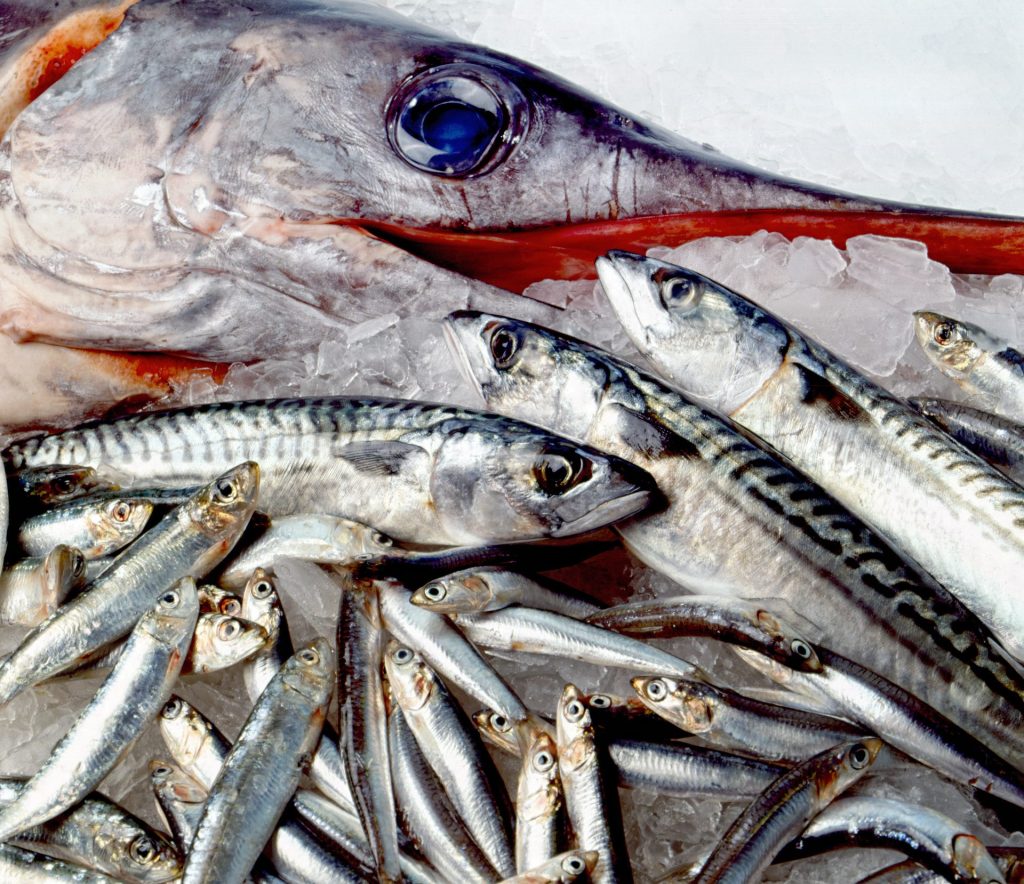 recetas fáciles con pescado fresco